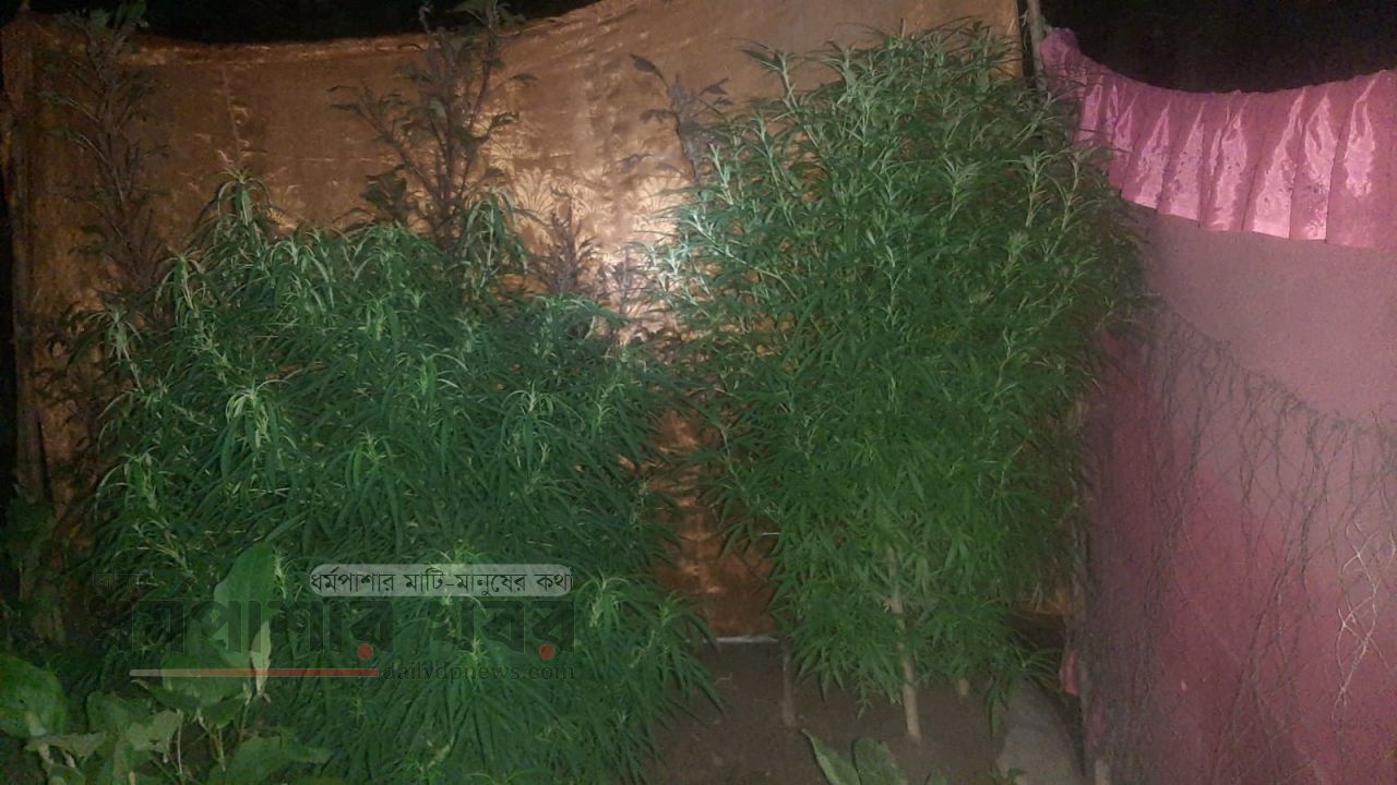 ধর্মপাশায় গাঁজা গাছসহ আটক ১